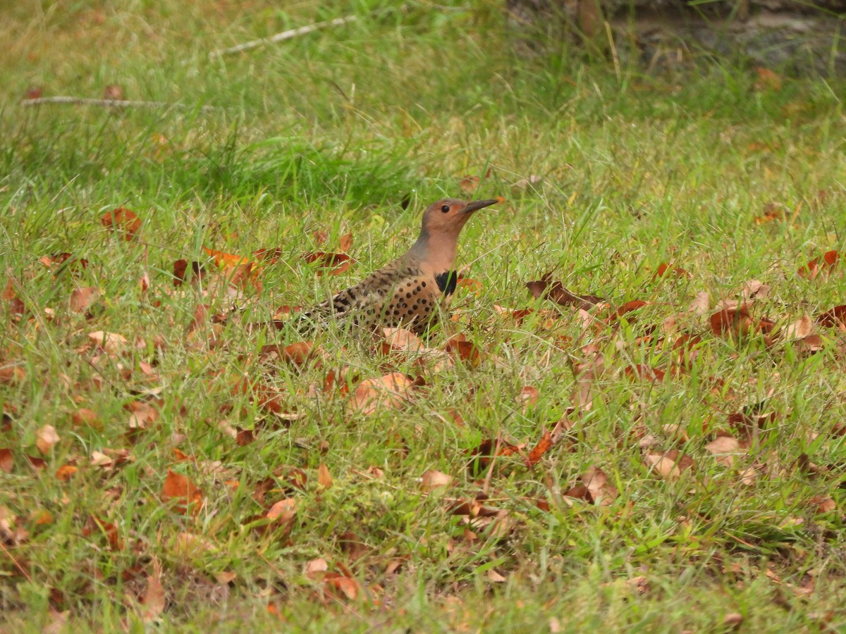 Northern Flicker - ML642302709
