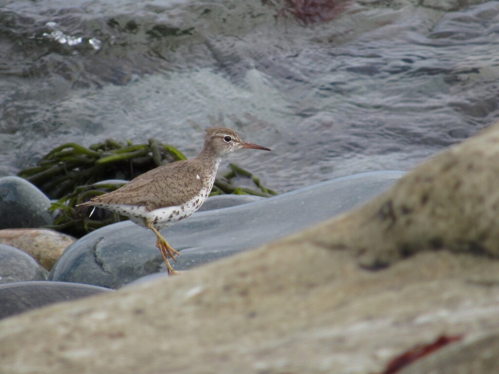 Spotted Sandpiper - ML642302710