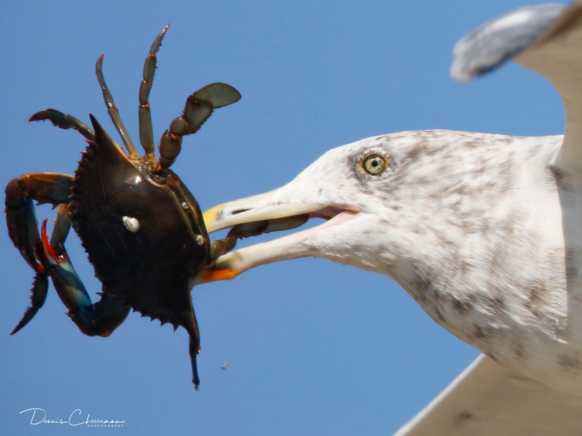 American Herring Gull - ML642302712