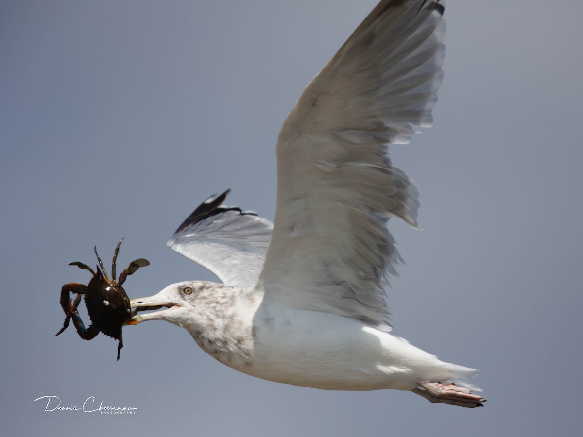 American Herring Gull - ML642302713