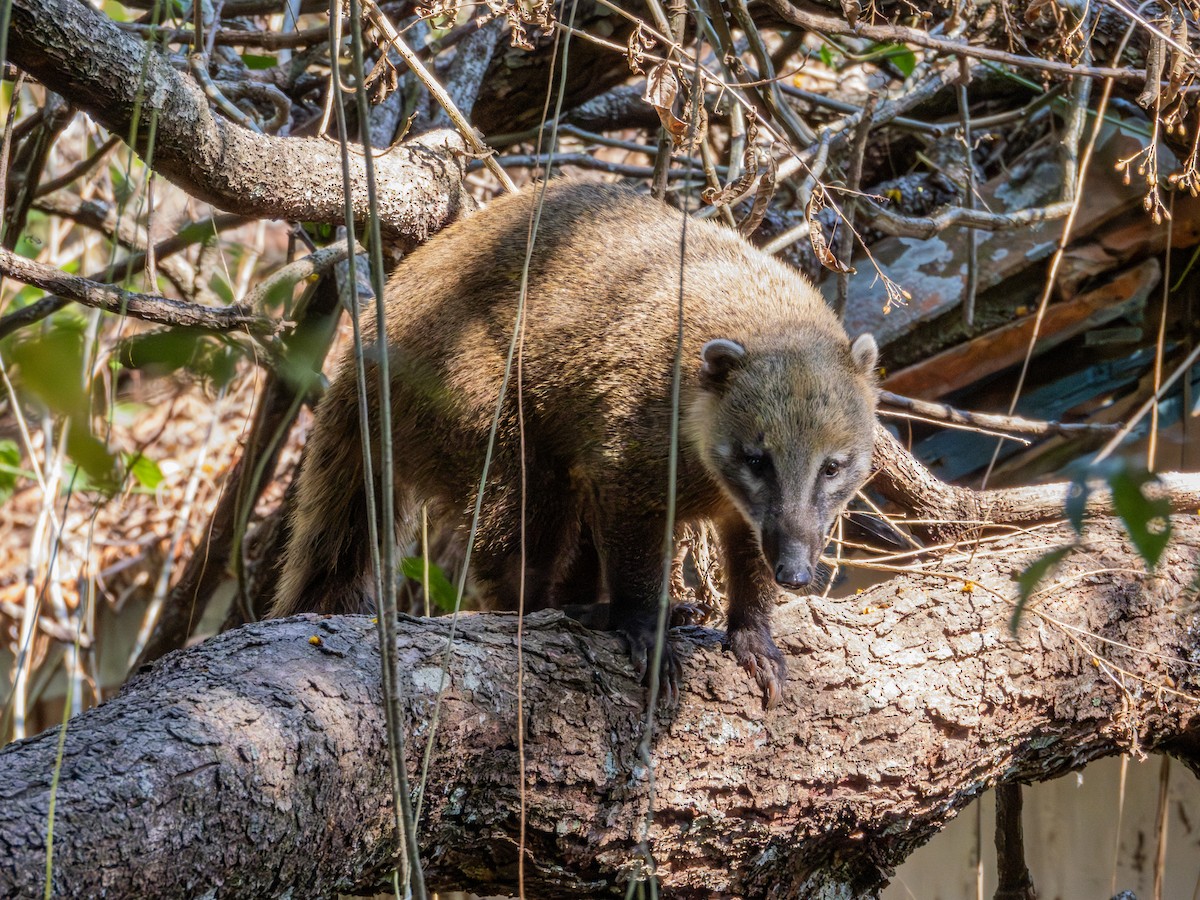 Raccoons, Coatis, and Allies - ML642302716