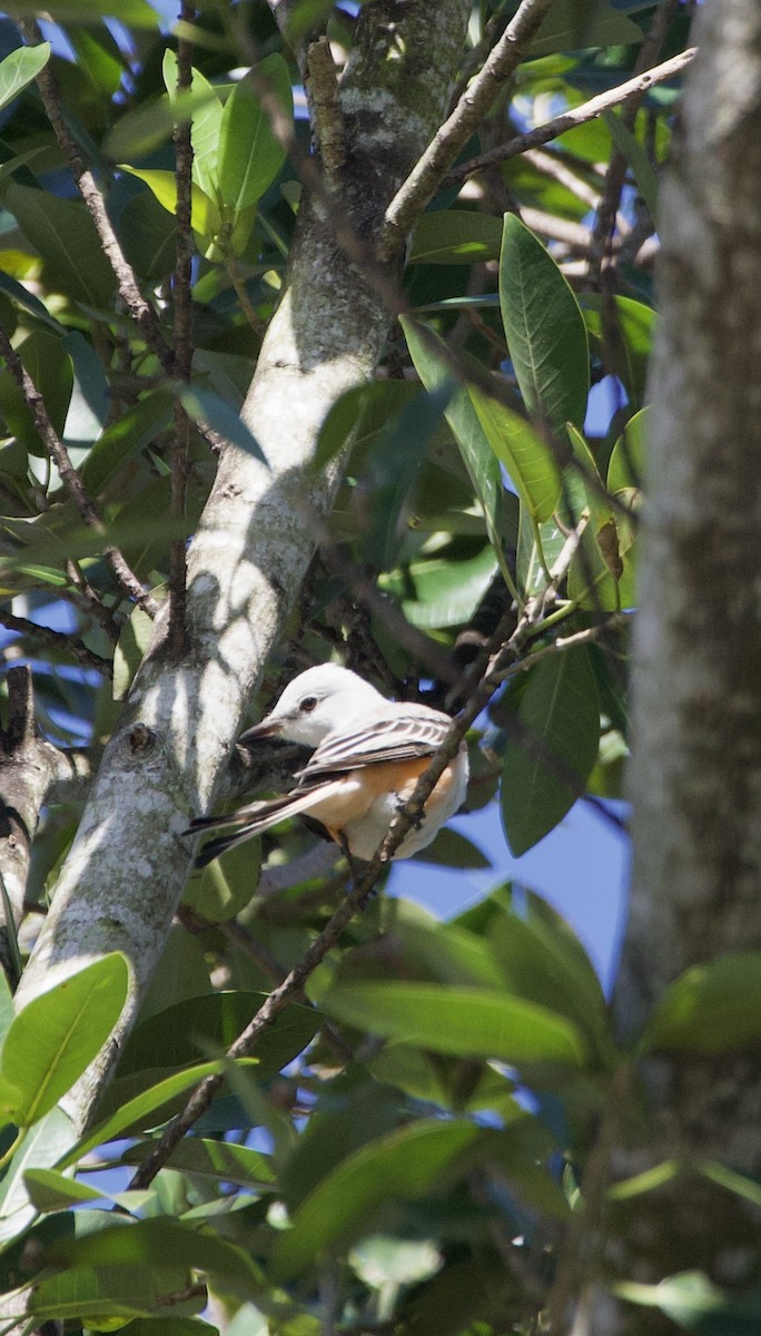 Scissor-tailed Flycatcher - ML642302720