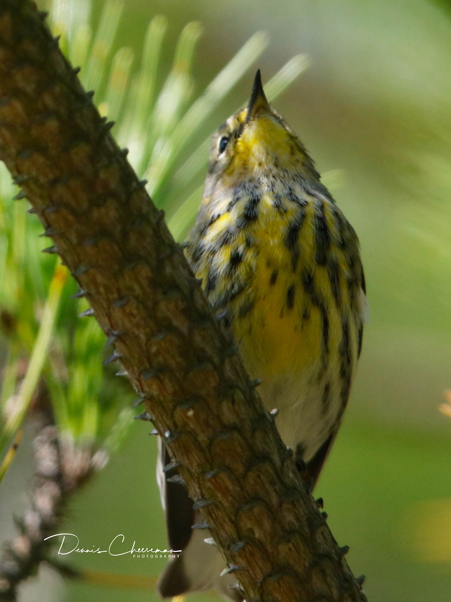 Cape May Warbler - ML642302739