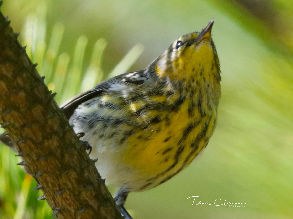Cape May Warbler - ML642302740