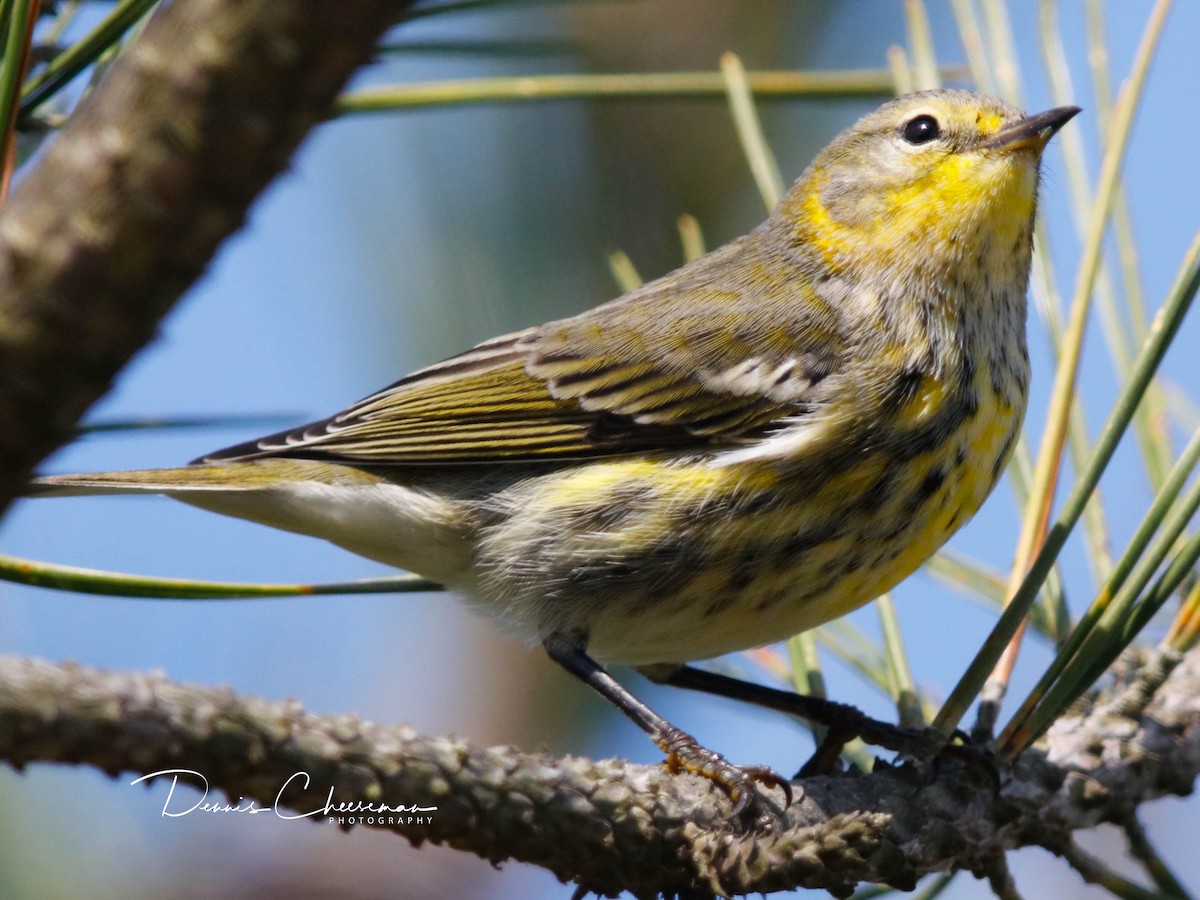 Cape May Warbler - ML642302741