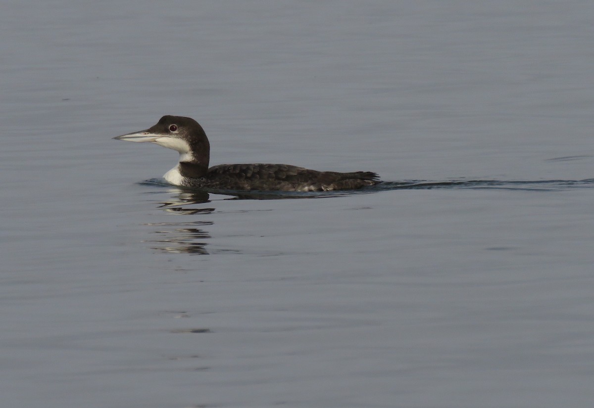 Common Loon - ML642302747