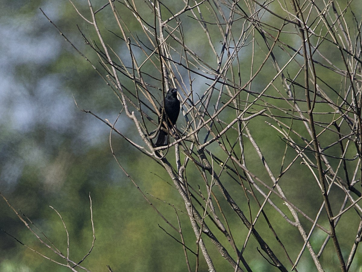 Solitary Black Cacique - ML642302757