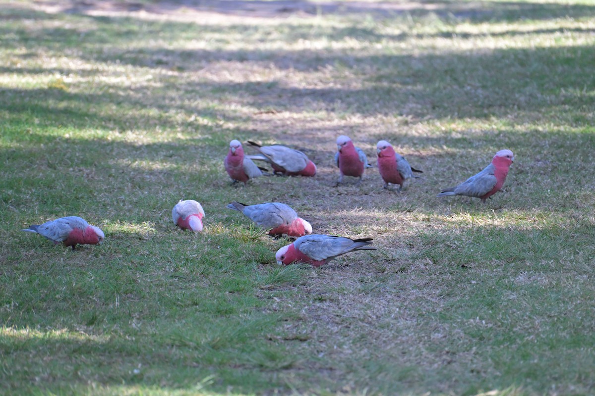 Galah - ML642302763