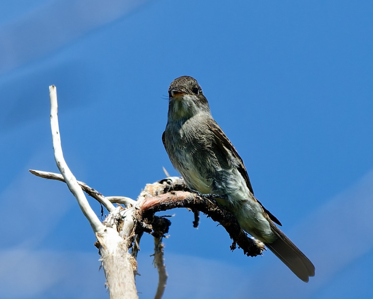 Western Wood-Pewee - ML642302768