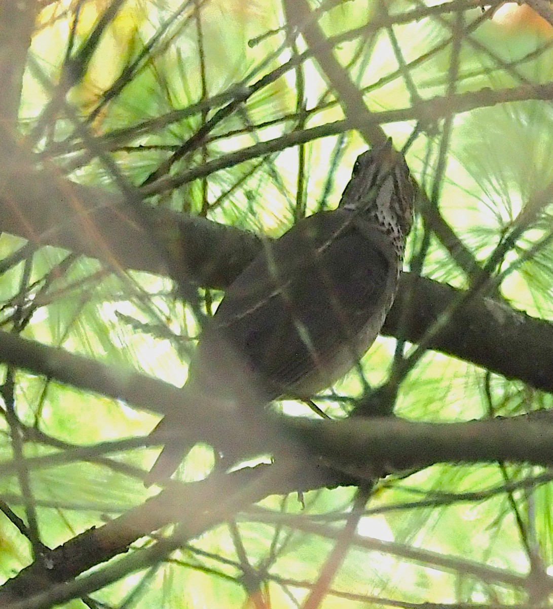 Gray-cheeked Thrush - ML642302770