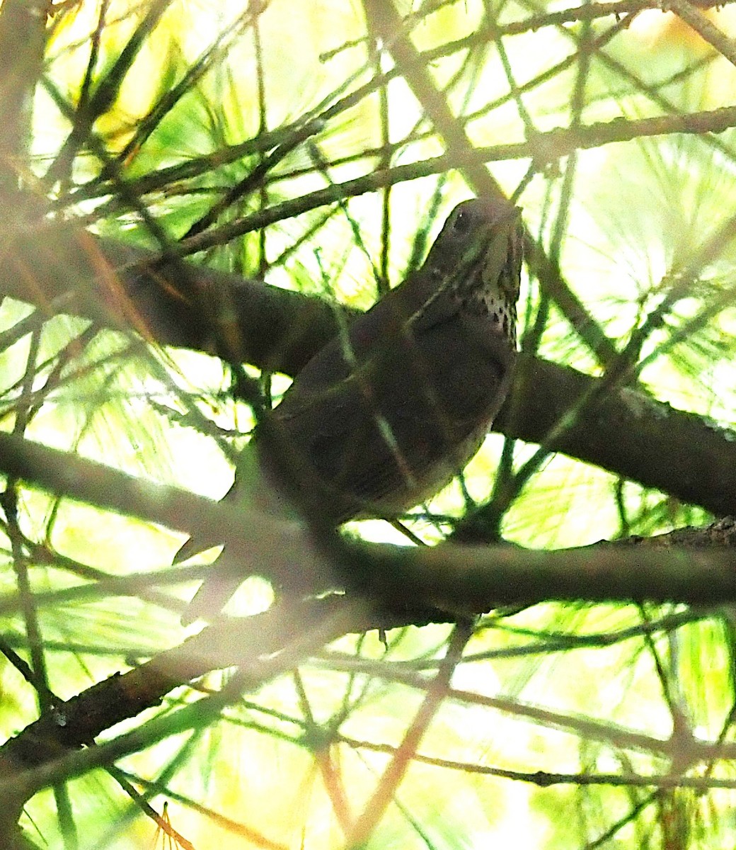 Gray-cheeked Thrush - ML642302771
