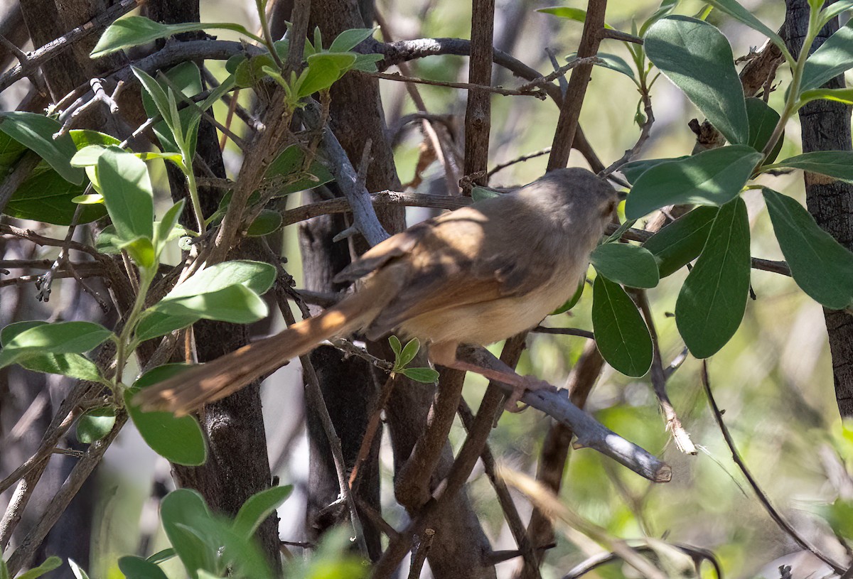 Tawny-flanked Prinia - ML642302772