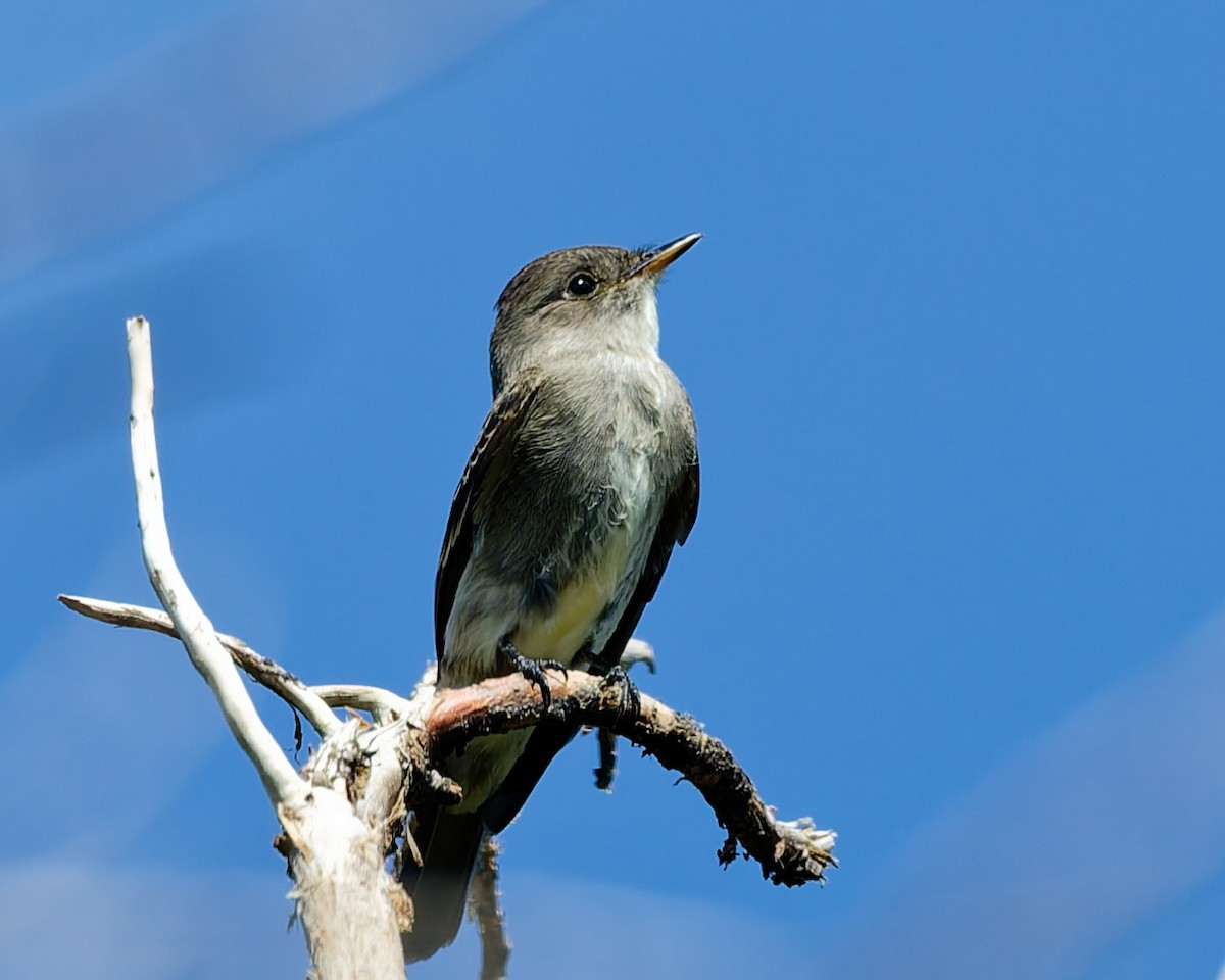 Western Wood-Pewee - ML642302776