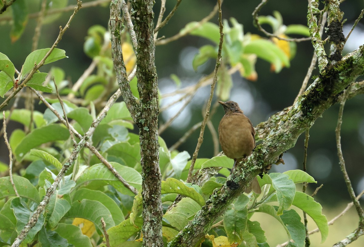 Clay-colored Thrush - ML642302781