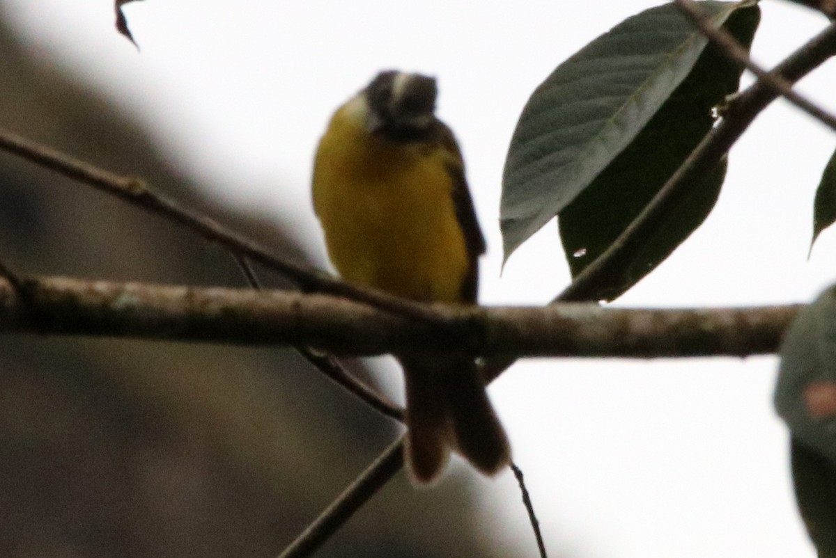 Social Flycatcher - ML642302782