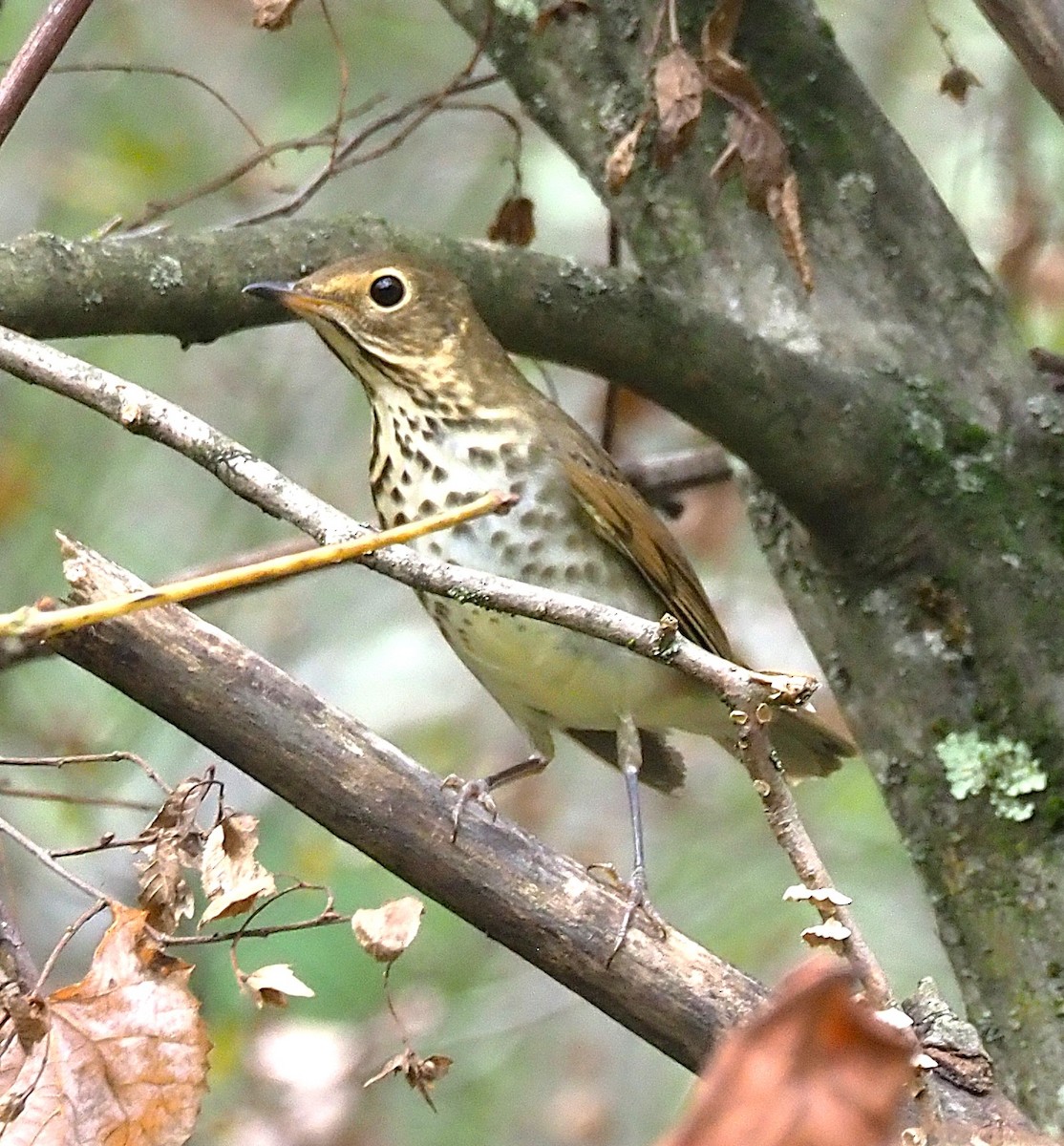 Swainson's Thrush - ML642302784