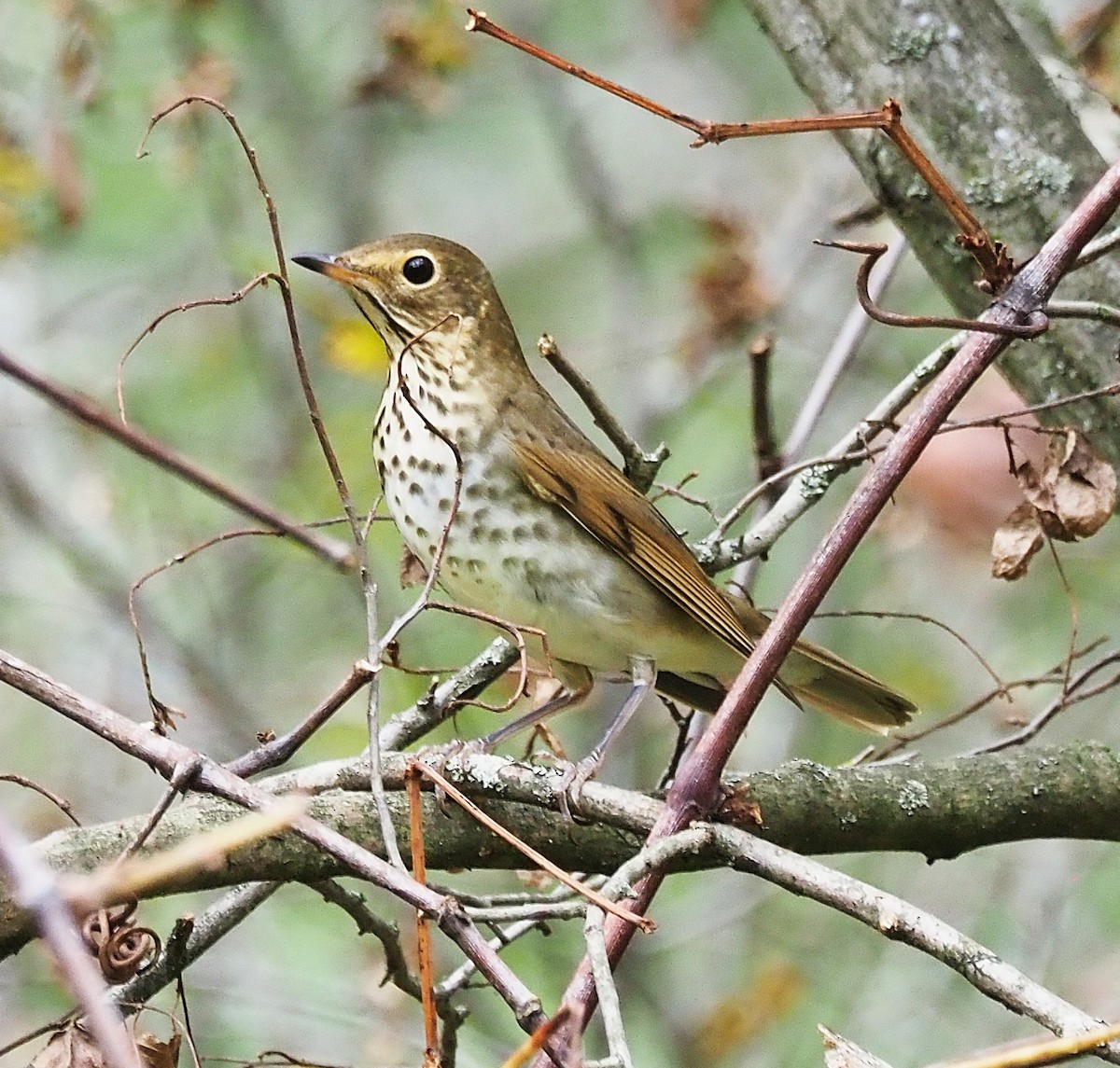 Swainson's Thrush - ML642302785
