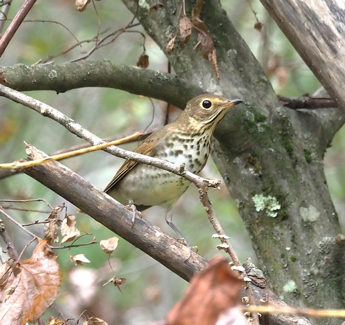 Swainson's Thrush - ML642302787