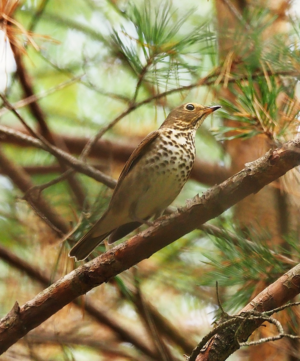 Swainson's Thrush - ML642302788