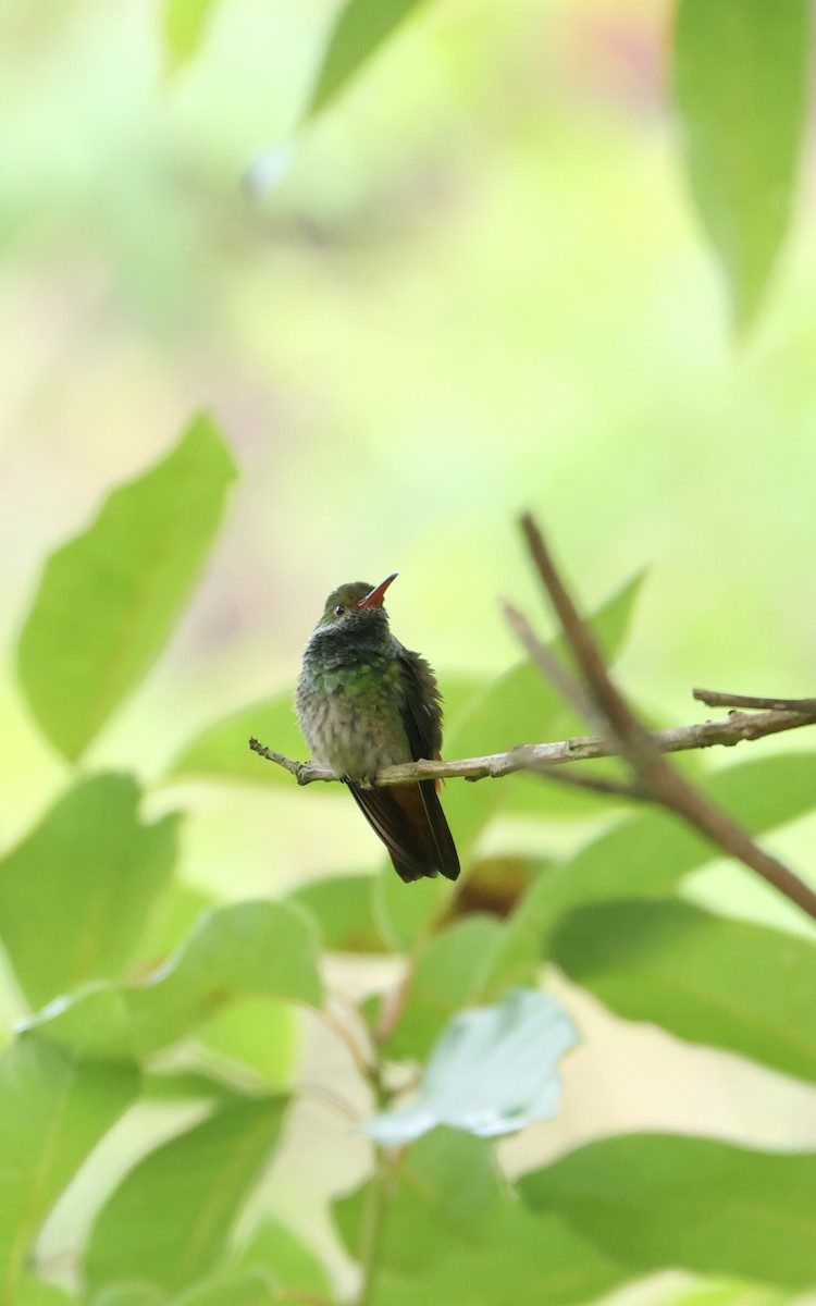 Rufous-tailed Hummingbird - ML642302791