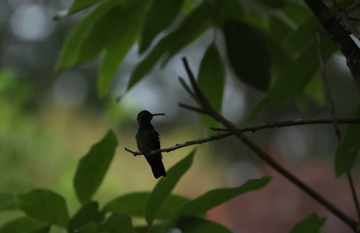 Rufous-tailed Hummingbird - ML642302794