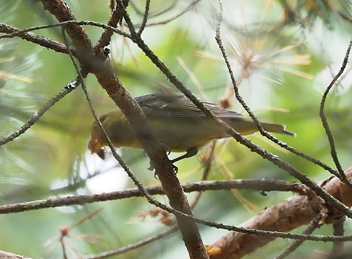 Piranga gorri-beltza - ML642302797
