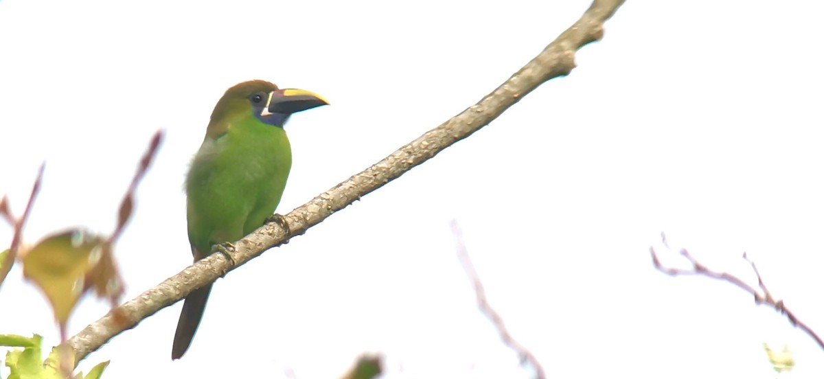 Northern Emerald-Toucanet - ML642302798