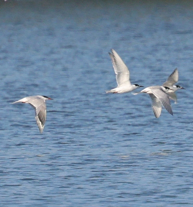 rybák obecný - ML642302822