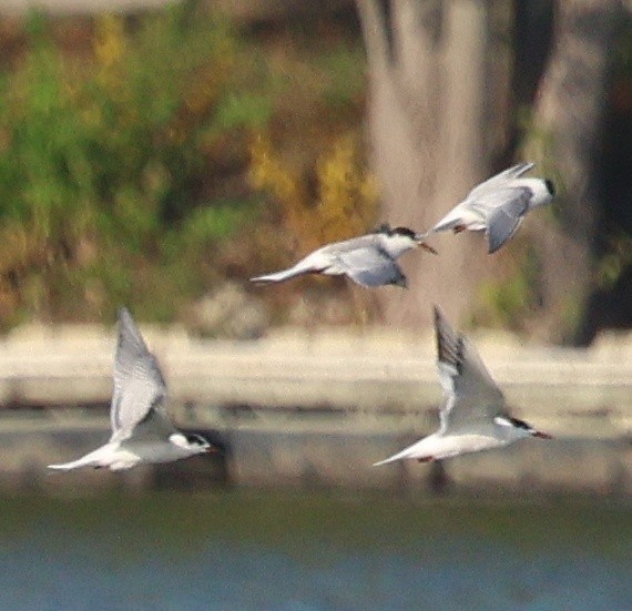 rybák obecný - ML642302823