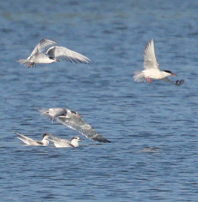 rybák obecný - ML642302824