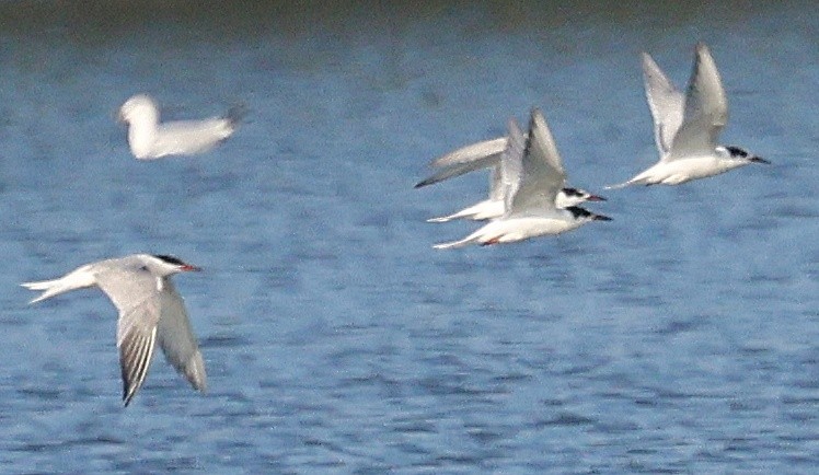 rybák obecný - ML642302825