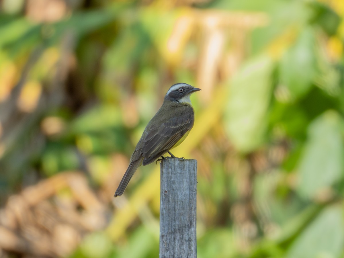 Social Flycatcher - ML642302858