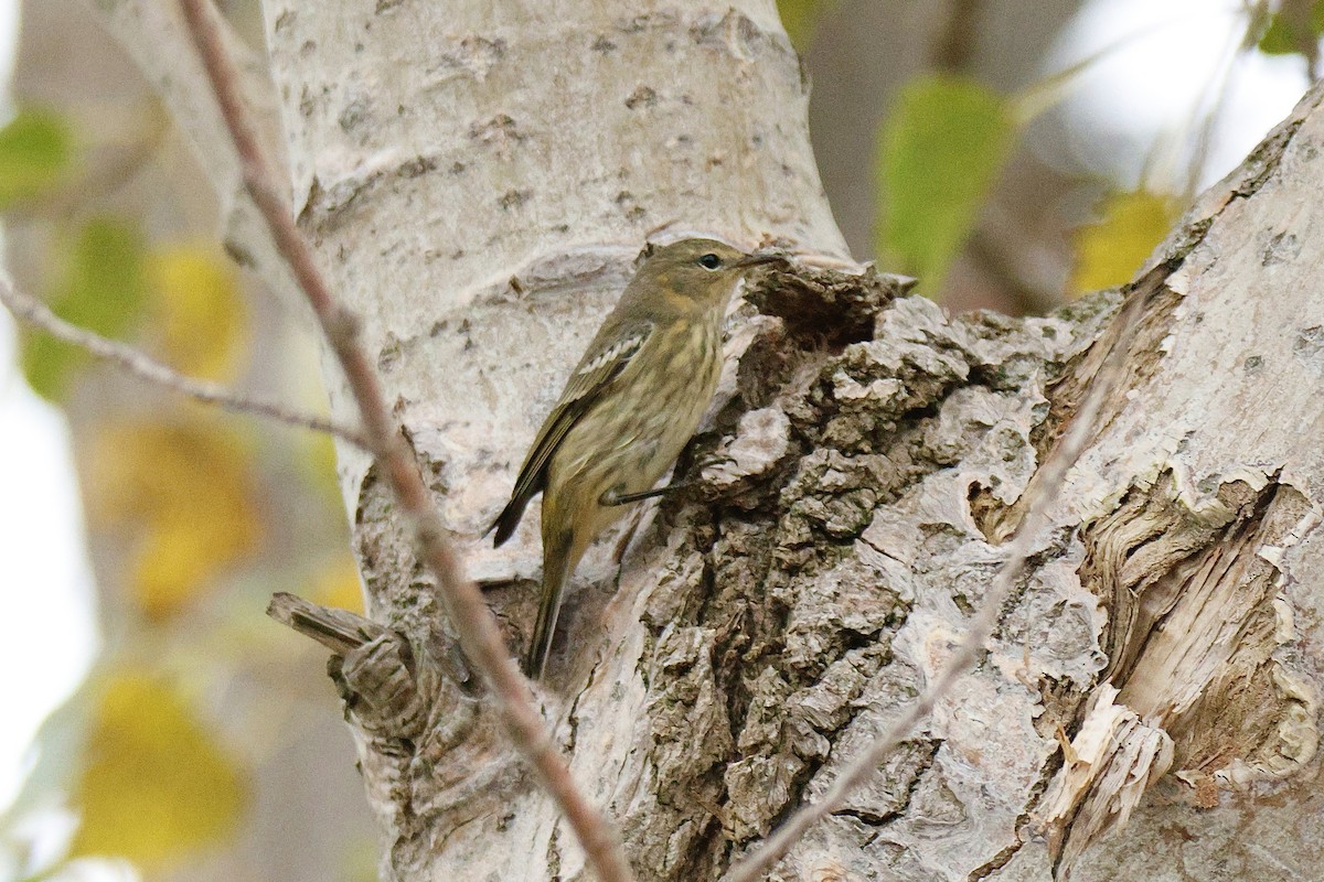 Cape May Warbler - ML642302861