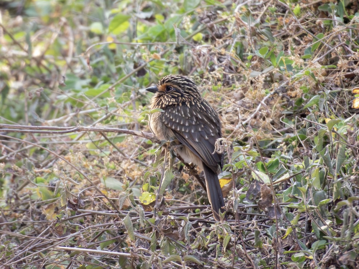 Halbmond-Faulvogel (striata) - ML642302869