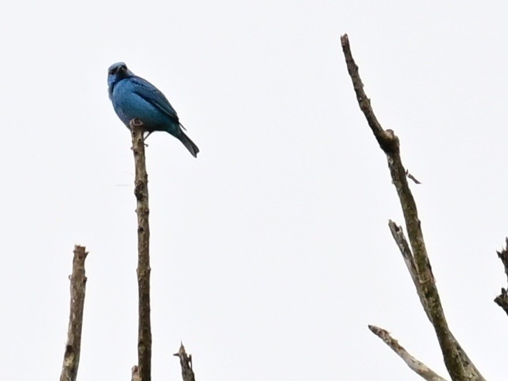 Blaukopfpitpit - ML642302917