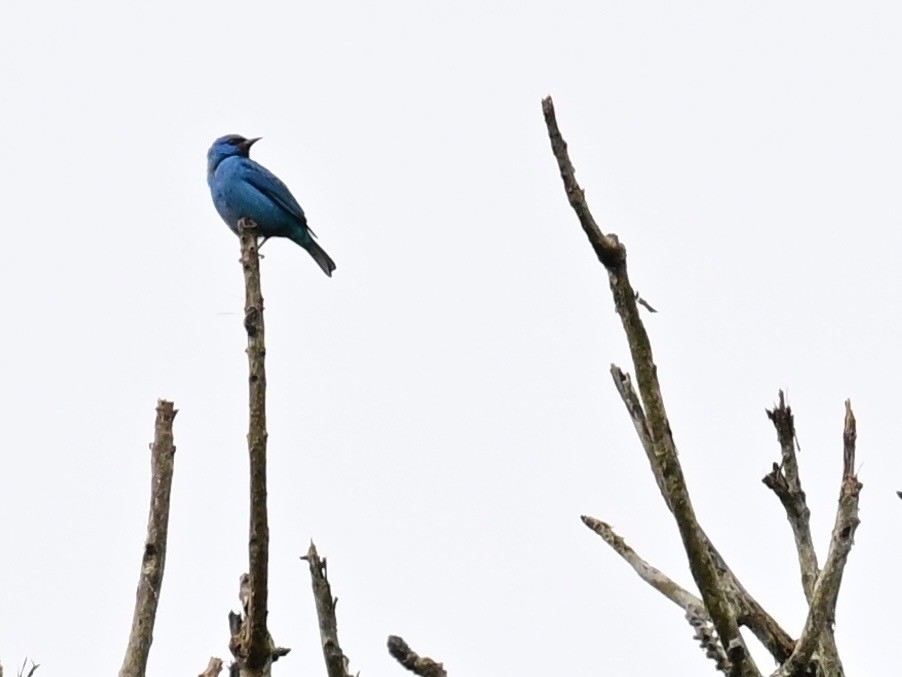 Blaukopfpitpit - ML642302919