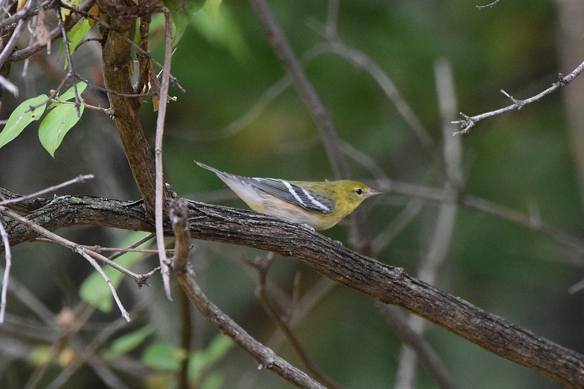 Braunkehl-Waldsänger - ML642302920