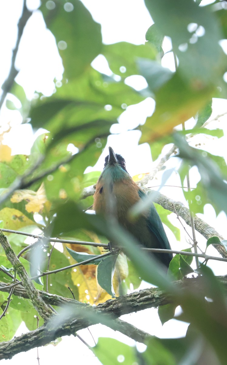 Motmot de Lesson - ML642302923