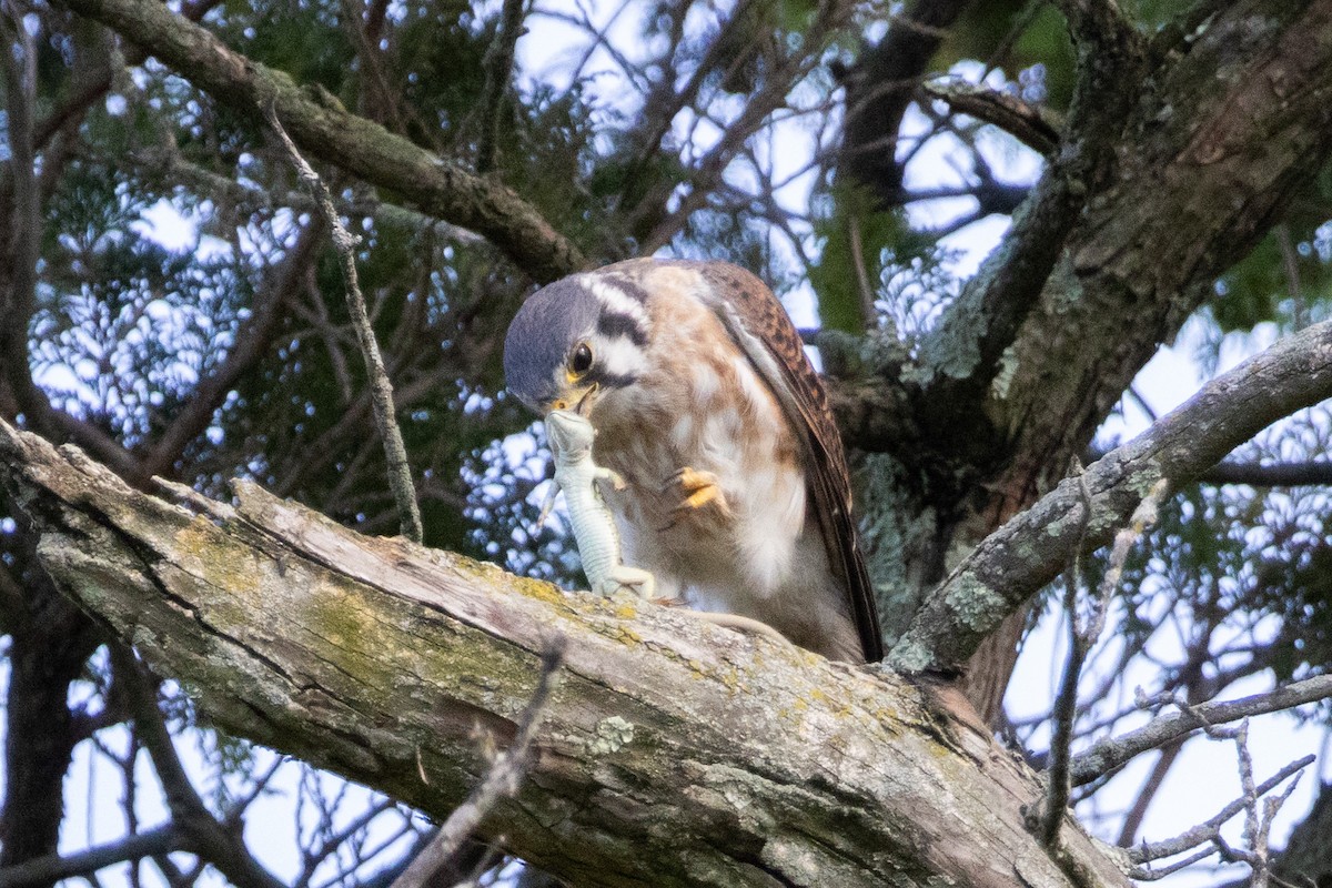 American Kestrel - ML642302960