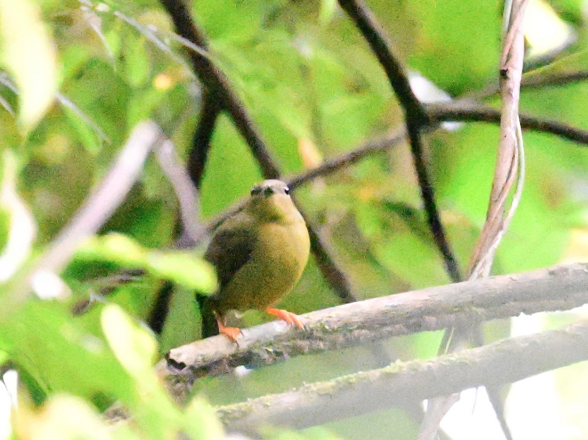 Golden-collared Manakin - ML642302988