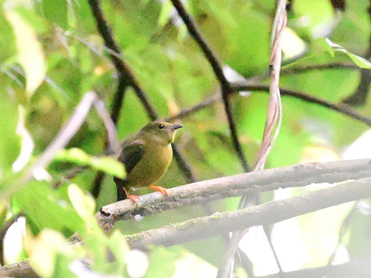 Golden-collared Manakin - ML642302989
