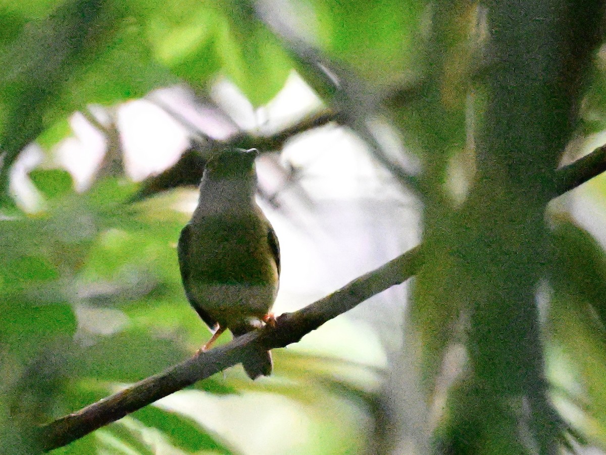 Golden-collared Manakin - ML642302990