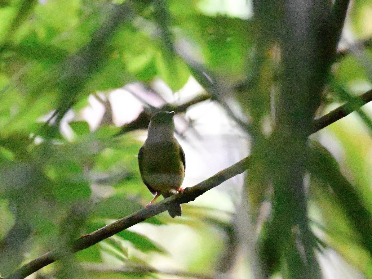 Golden-collared Manakin - ML642302994