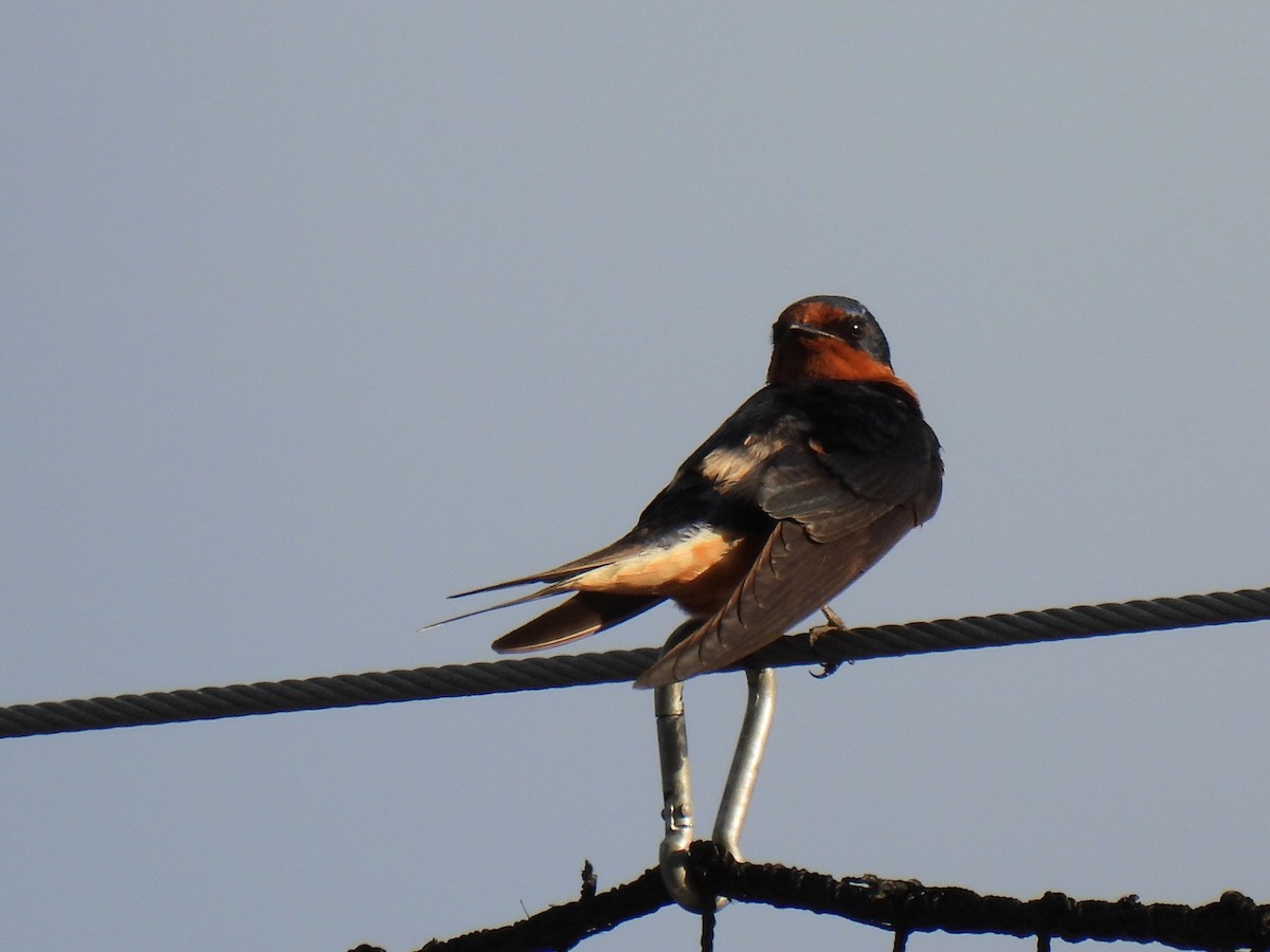 Barn Swallow - ML642302997