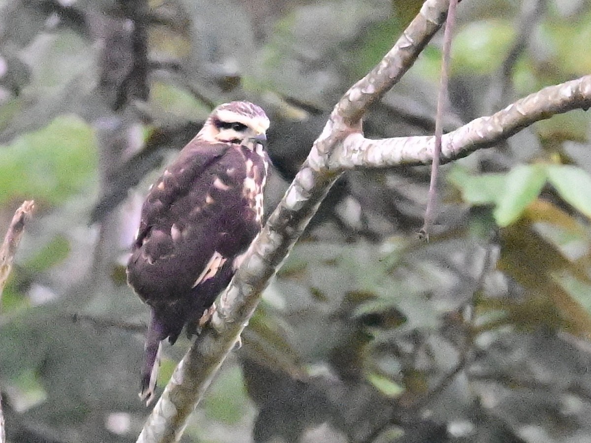 Gray-lined Hawk - ML642303025