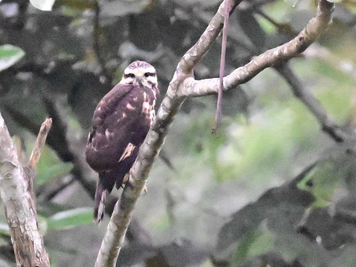 Gray-lined Hawk - ML642303026