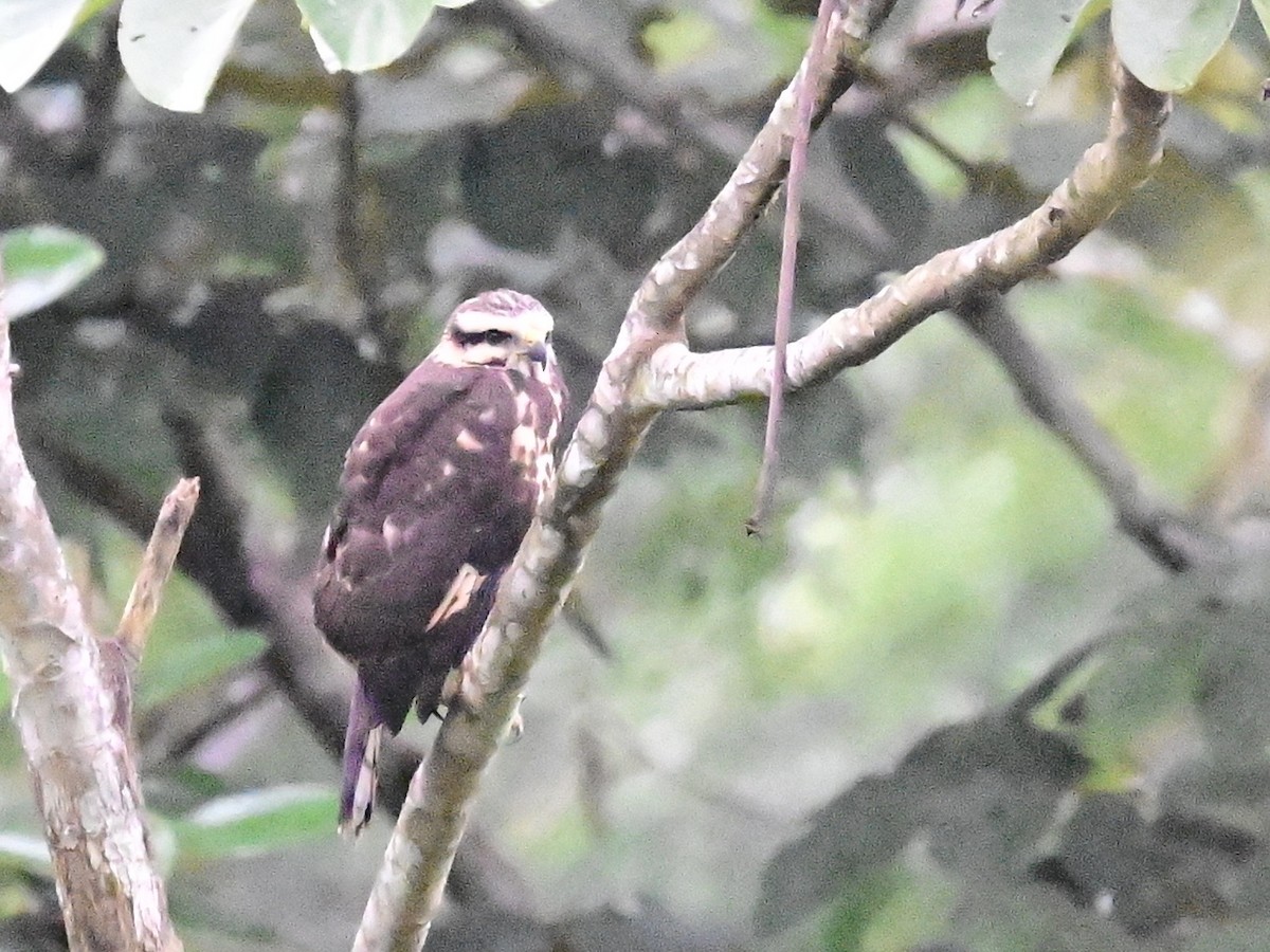 Gray-lined Hawk - ML642303028