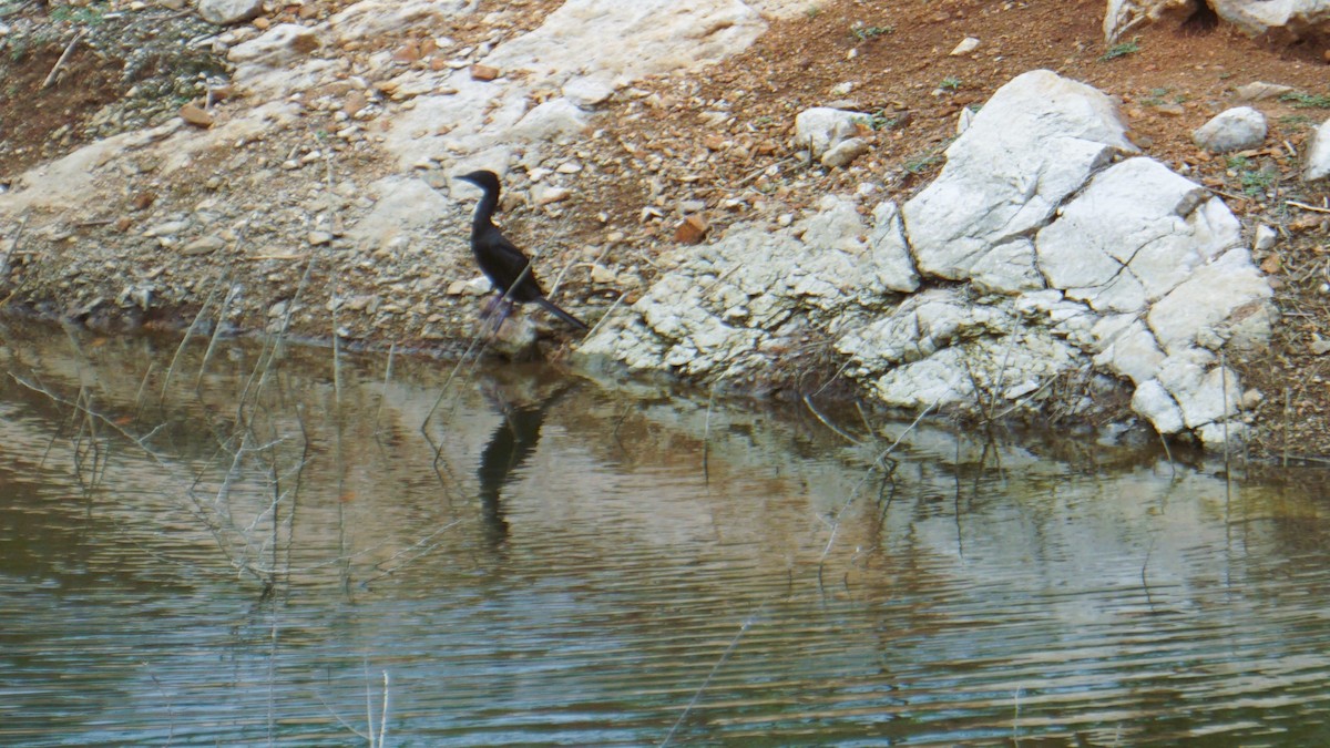 Little Cormorant - ML642303030