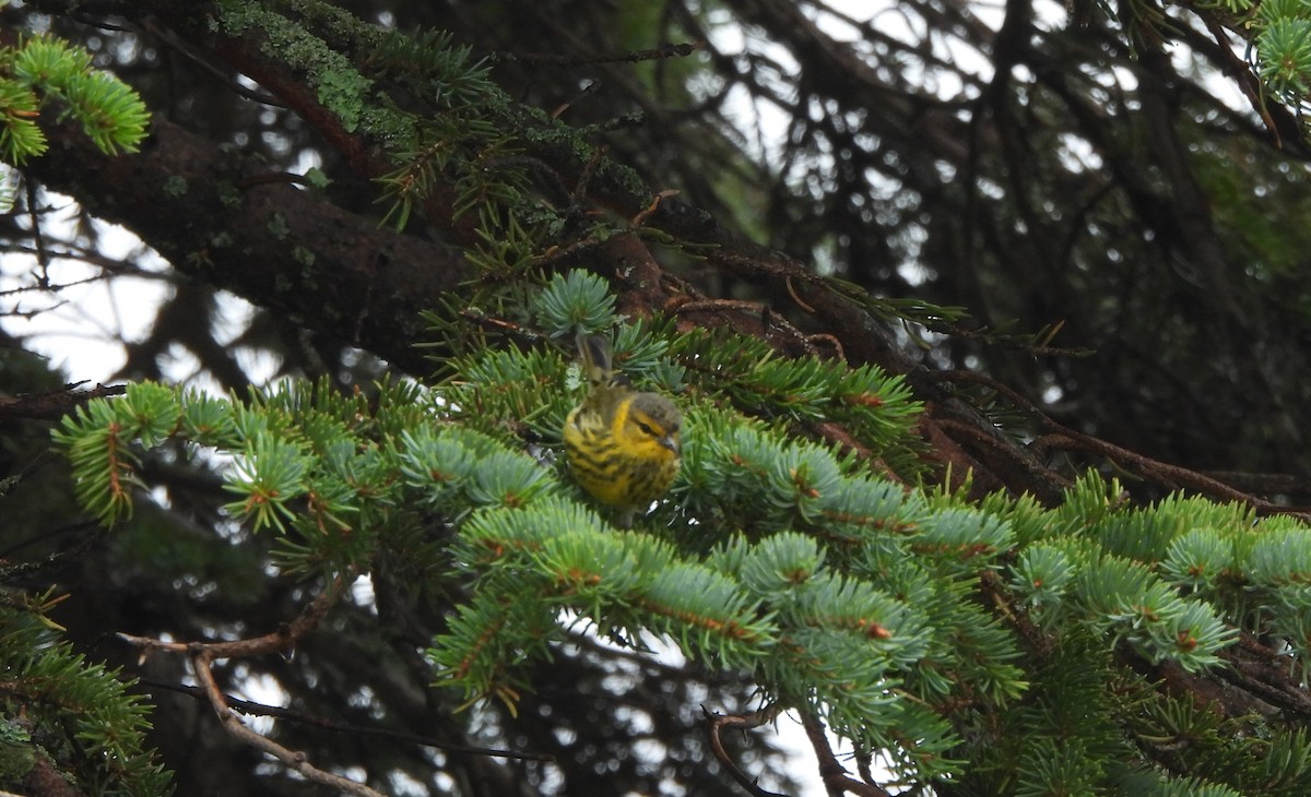 Cape May Warbler - ML642303031