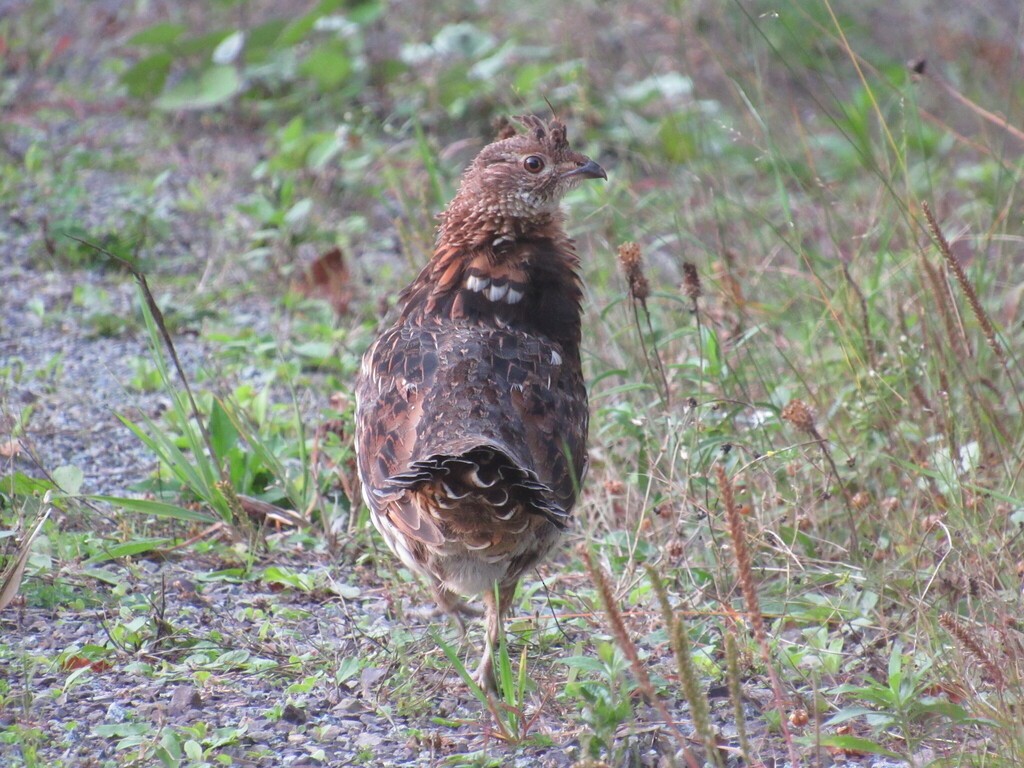 Ruffed Grouse - ML642303032